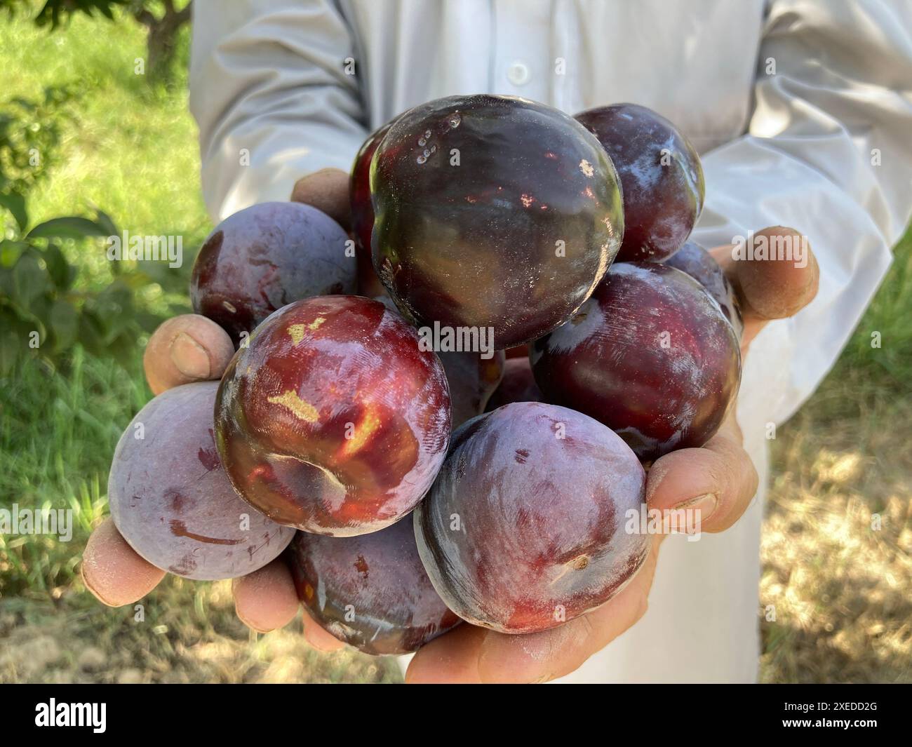 Kandahar, Afghanistan's Kandahar Province. 27th June, 2024. A farmer
