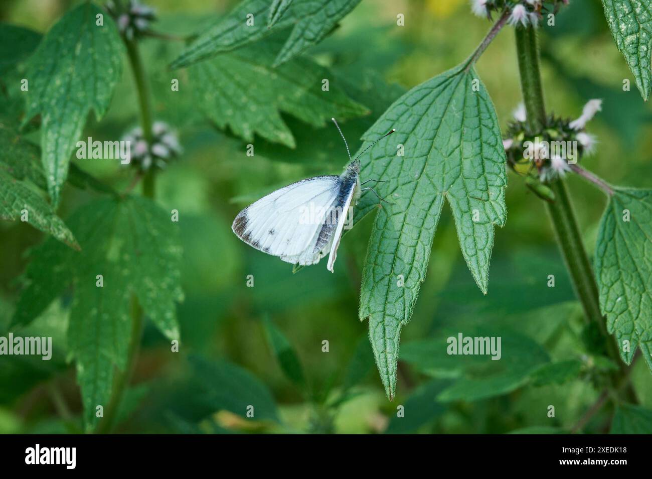 Grosse kohlweissling hires stock photography and images Alamy