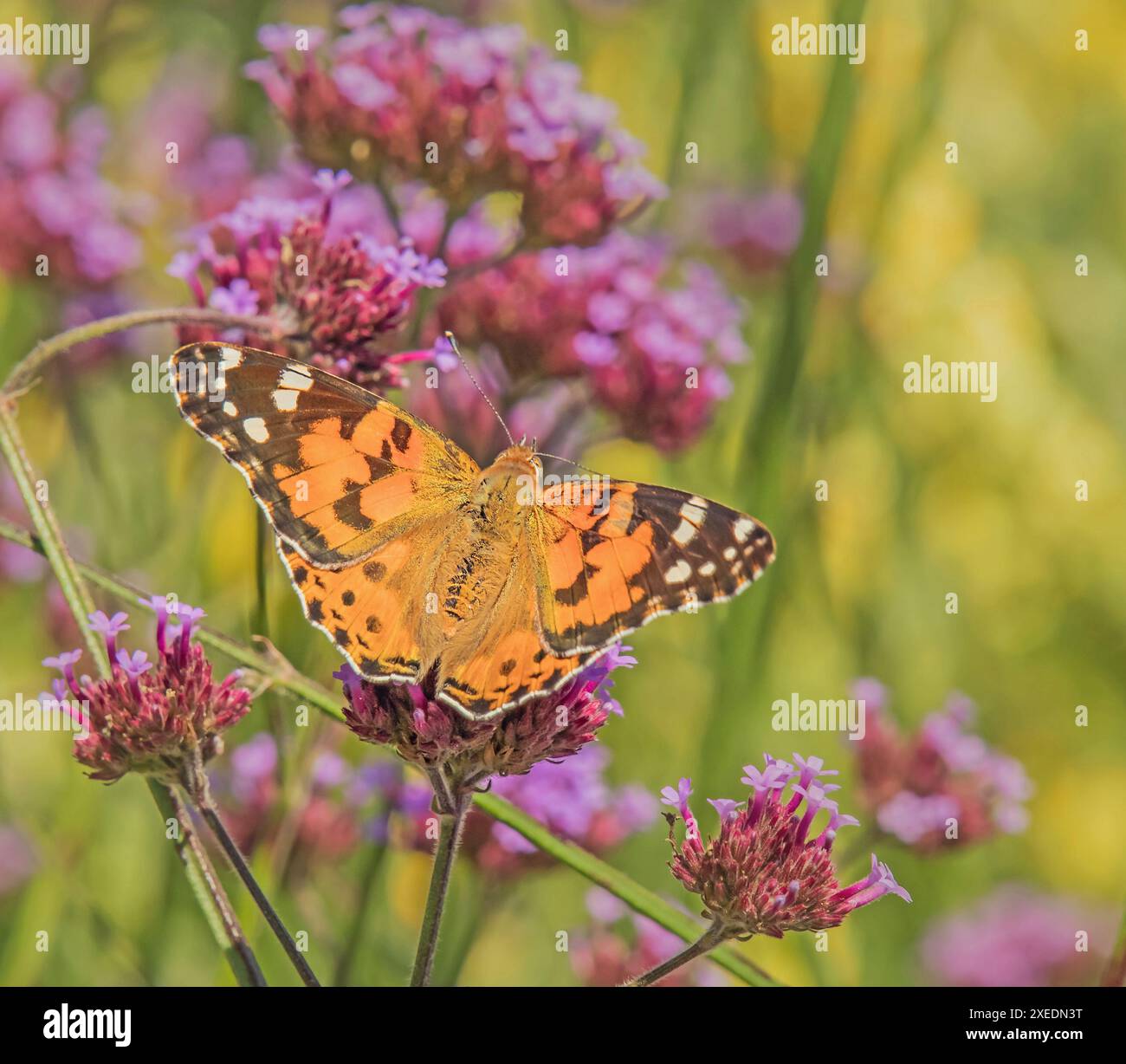Distelfalter 'Cynthia cardui' Stock Photo - Alamy