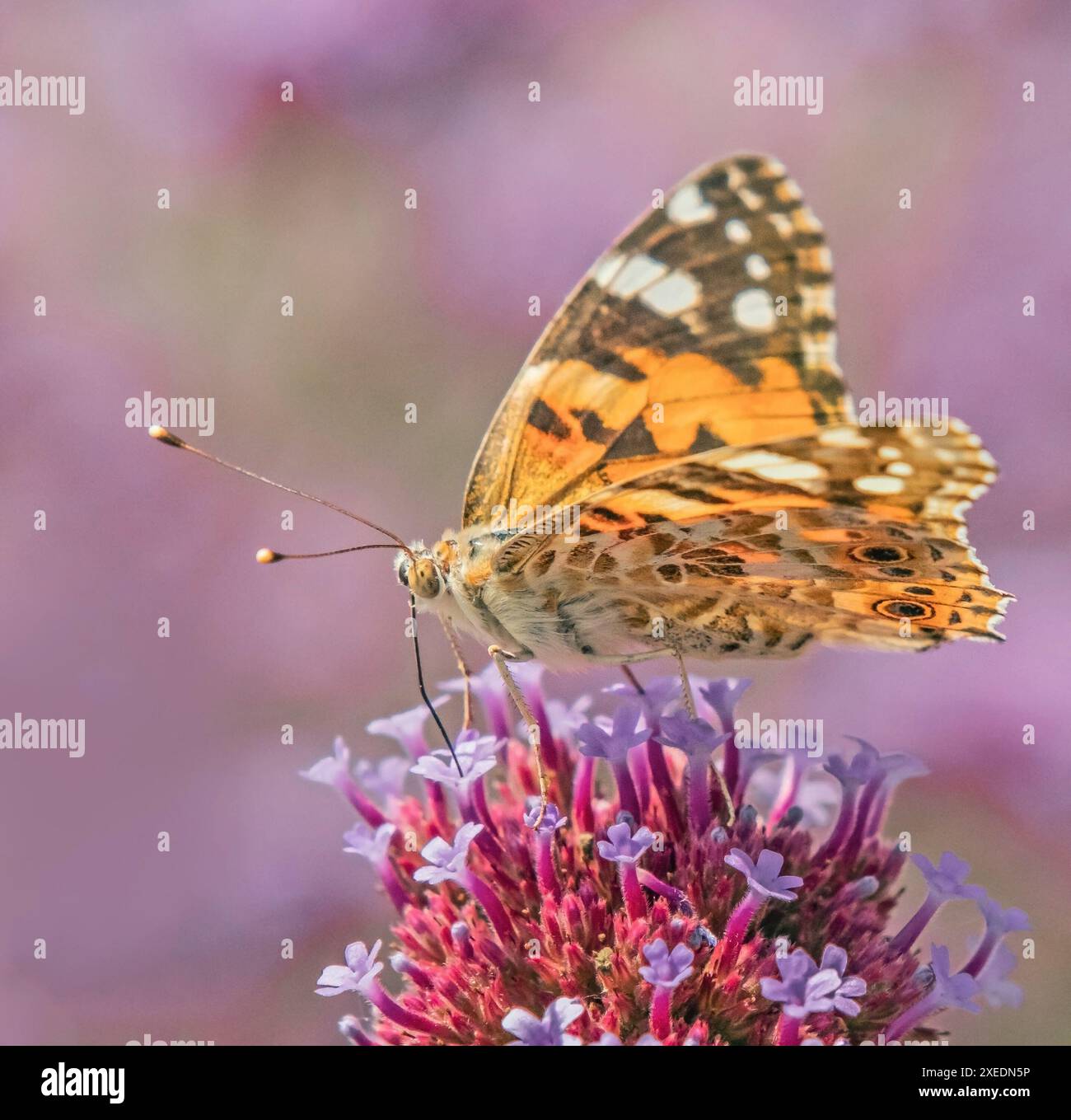 Distelfalter 'Cynthia cardui' Stock Photo - Alamy