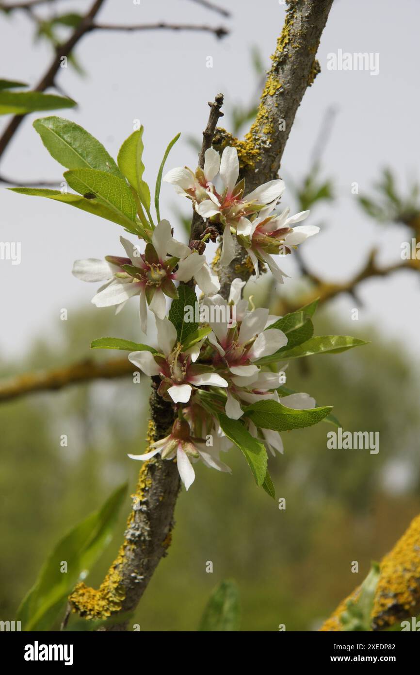 Mandel Tree Prunus dulcis, Mandelbaum, almond Stock Photo - Alamy