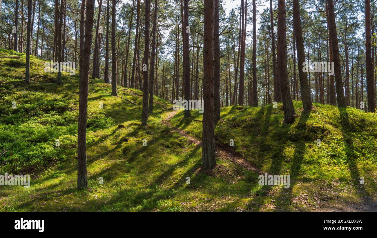 Sun rays peeking through forest hi-res stock photography and images - Alamy