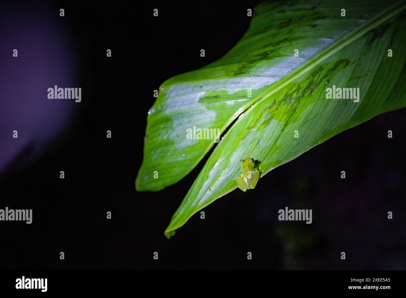 small glass frog is sitting on a leaf in a rain forest in Costa Rica Stock Photo