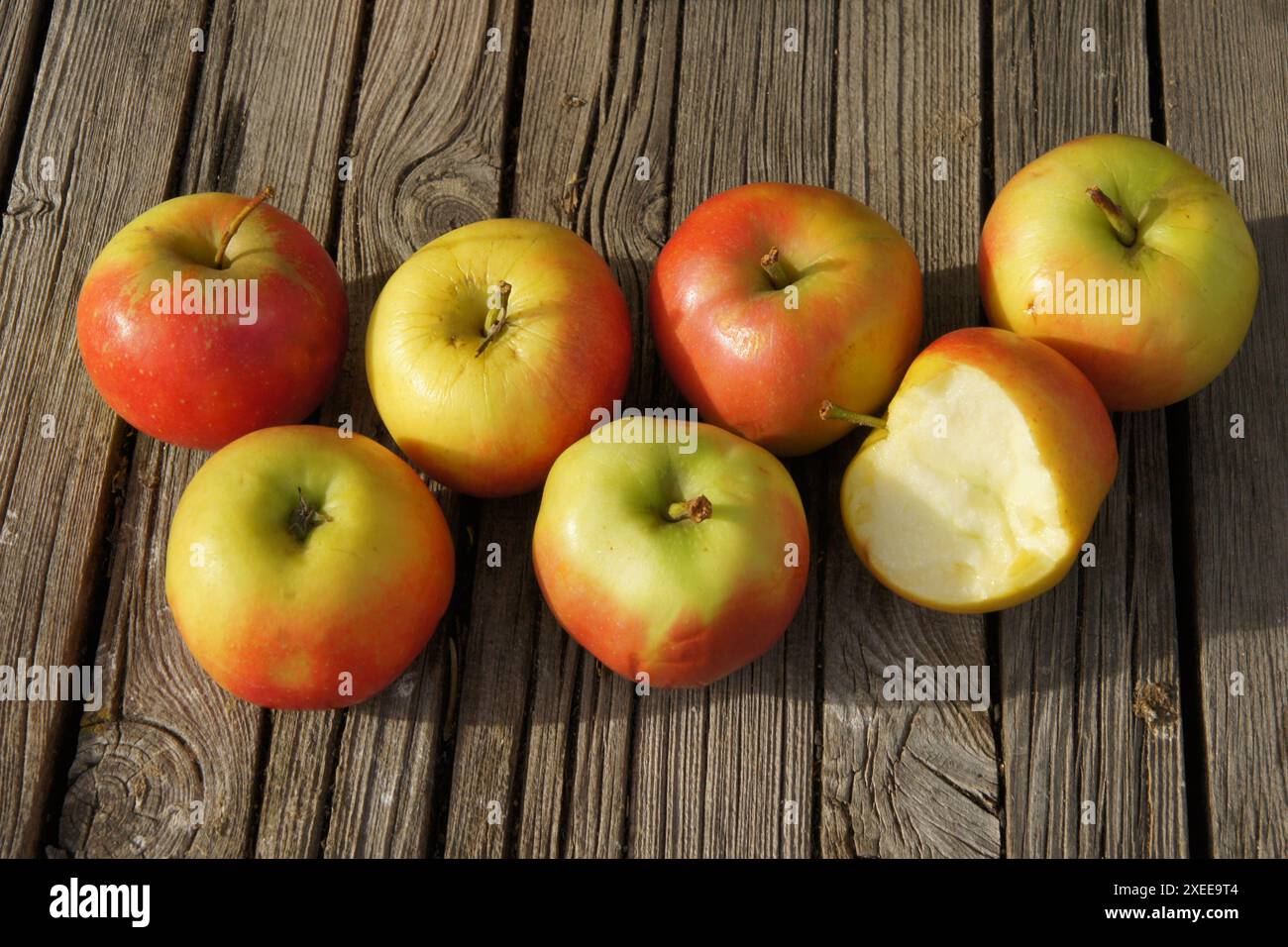 Malus domestica Elstar, apple Stock Photo