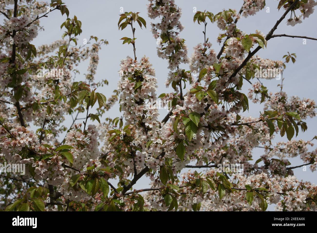 Prunus avium, sweet cherry Stock Photo