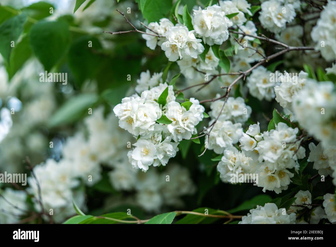 White scented flowers Philadelphus coronarius in garden in early summer closeup, soft focus Stock Photo