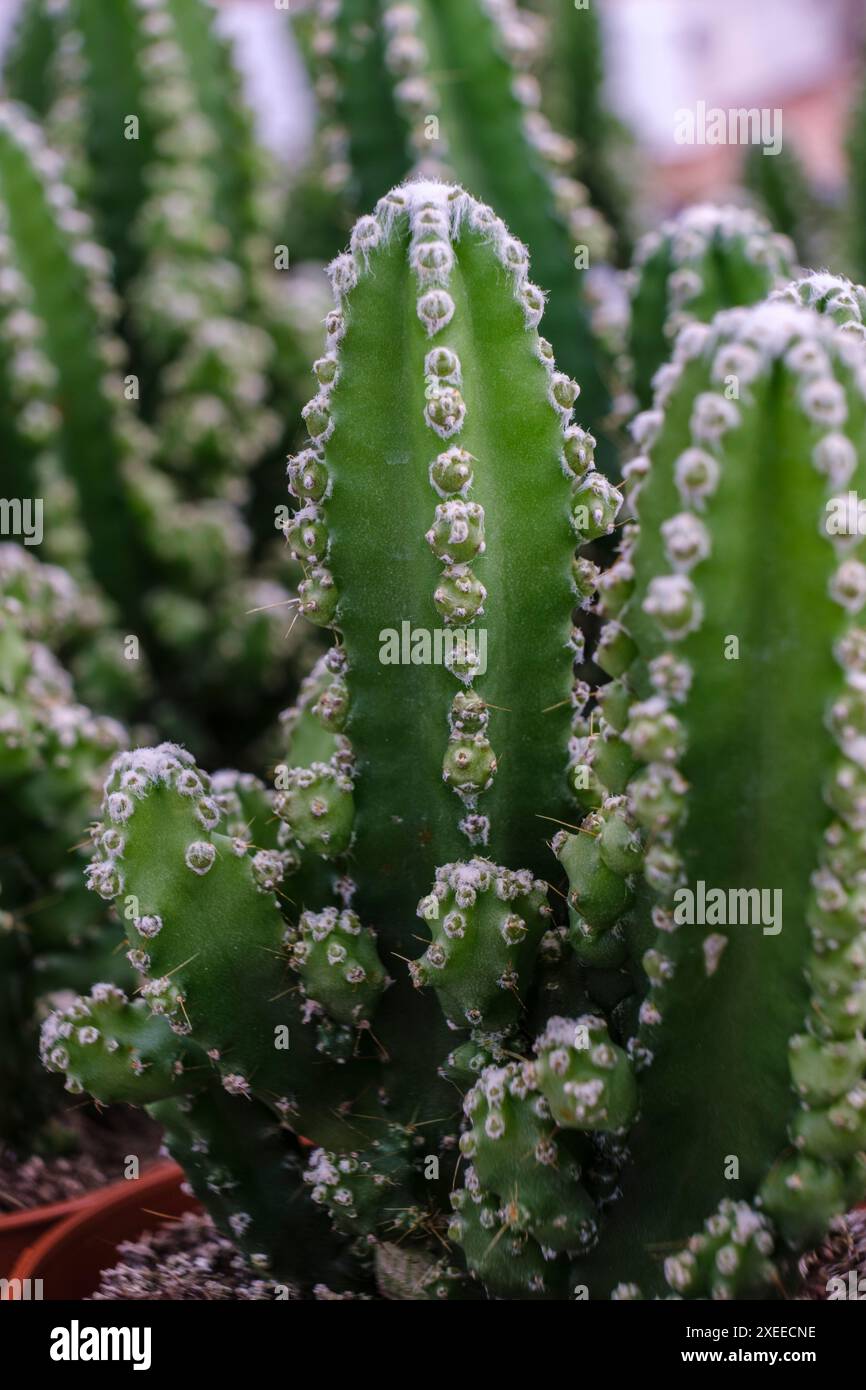 Cactus areola hi-res stock photography and images - Alamy