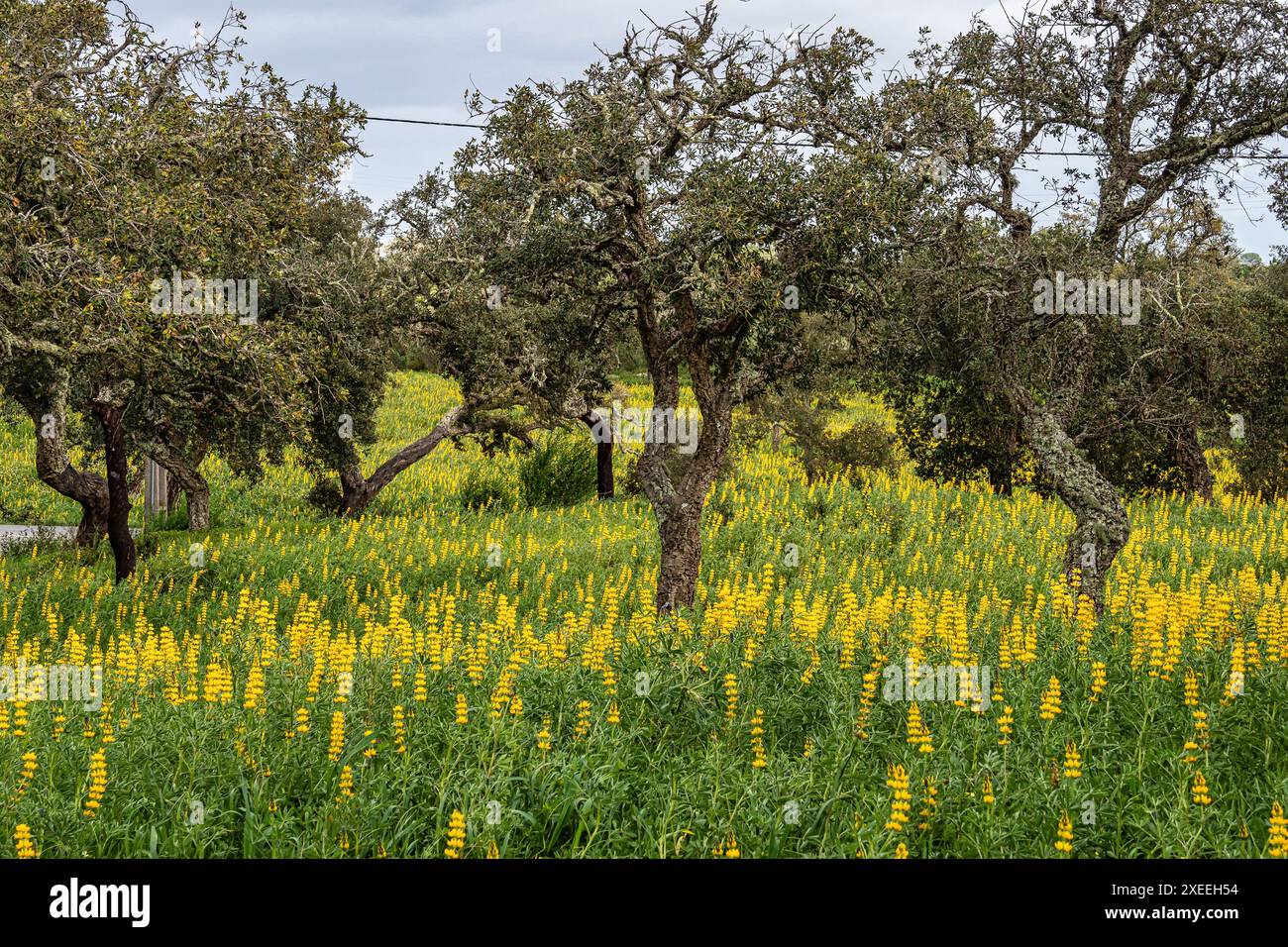 Portugal, Alentejo Region. Cork oak tree, Quercus suber, surrounded by yellow lupins, Lupinus luteus at Santiago do Cacem Stock Photo