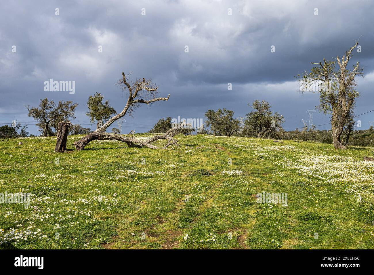 Portugal, Alentejo Region. Cork oak tree, Quercus suber, surrounded by ...