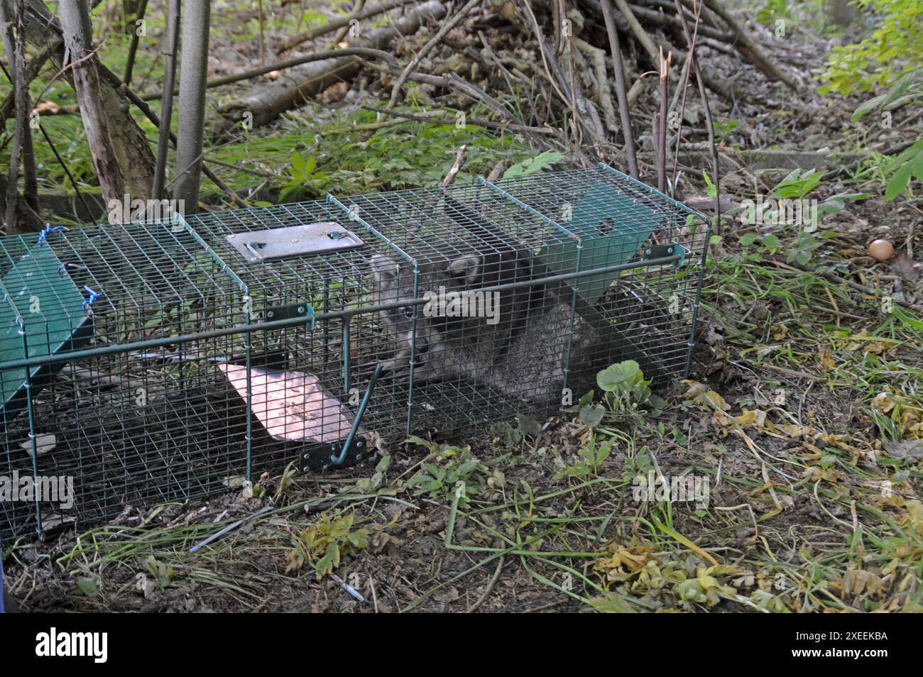 08.05.2020 Waschbär in einer Lebendfalle Deutschland/ Sachsen Anhalt/ Altmark/ Altmarkkreis Salzwedel/ Stadt Klötze/ Ortsteil Kusey/ in einem Garten hat ein Jäger eine Lebendfalle aufgestellt/ ein Waschbären ist in die Falle gegangen *** 08 05 2020 Raccoon in a live trap Germany Saxony Anhalt Altmark Altmarkkreis Salzwedel town Klötze district Kusey in a garden a hunter has set a live trap a raccoon has fallen into the trap Stock Photo