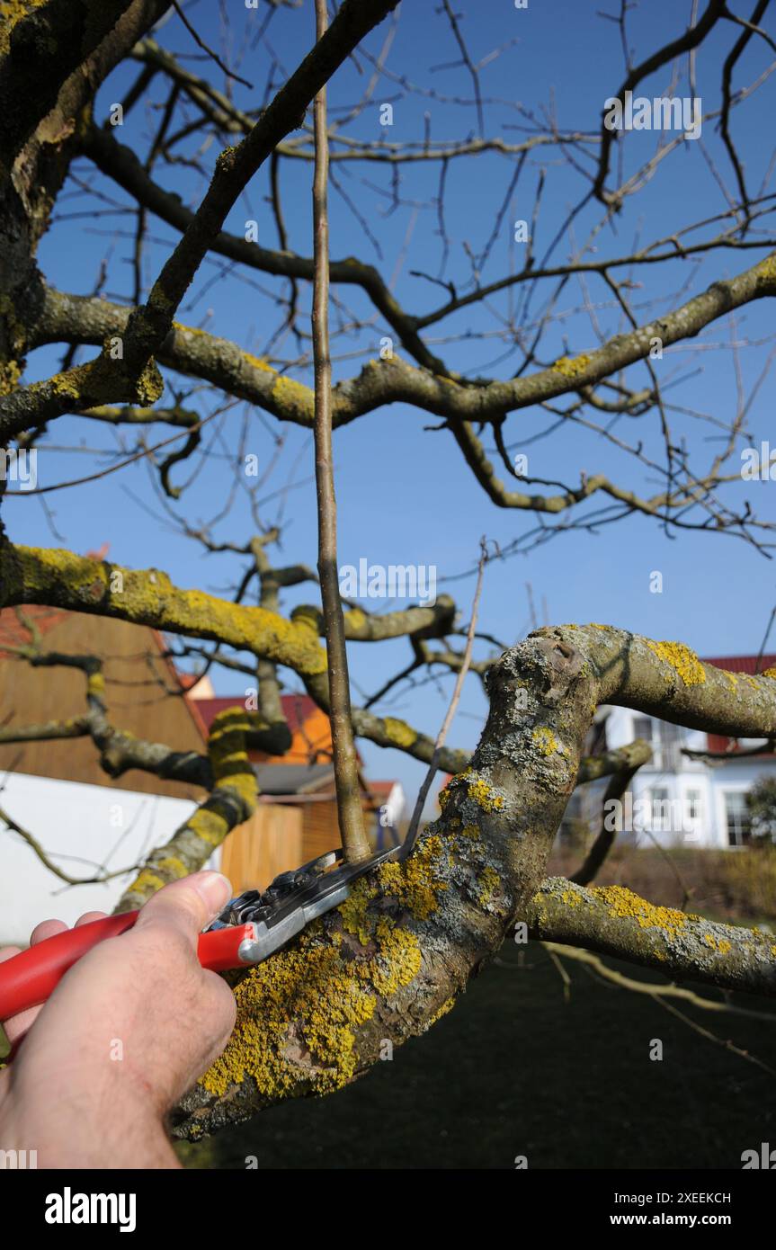 Malus domestica Brettacher, appletree, pruning Stock Photo