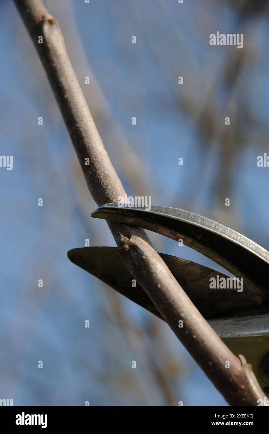 Malus domestica Brettacher, appletree, pruning Stock Photo