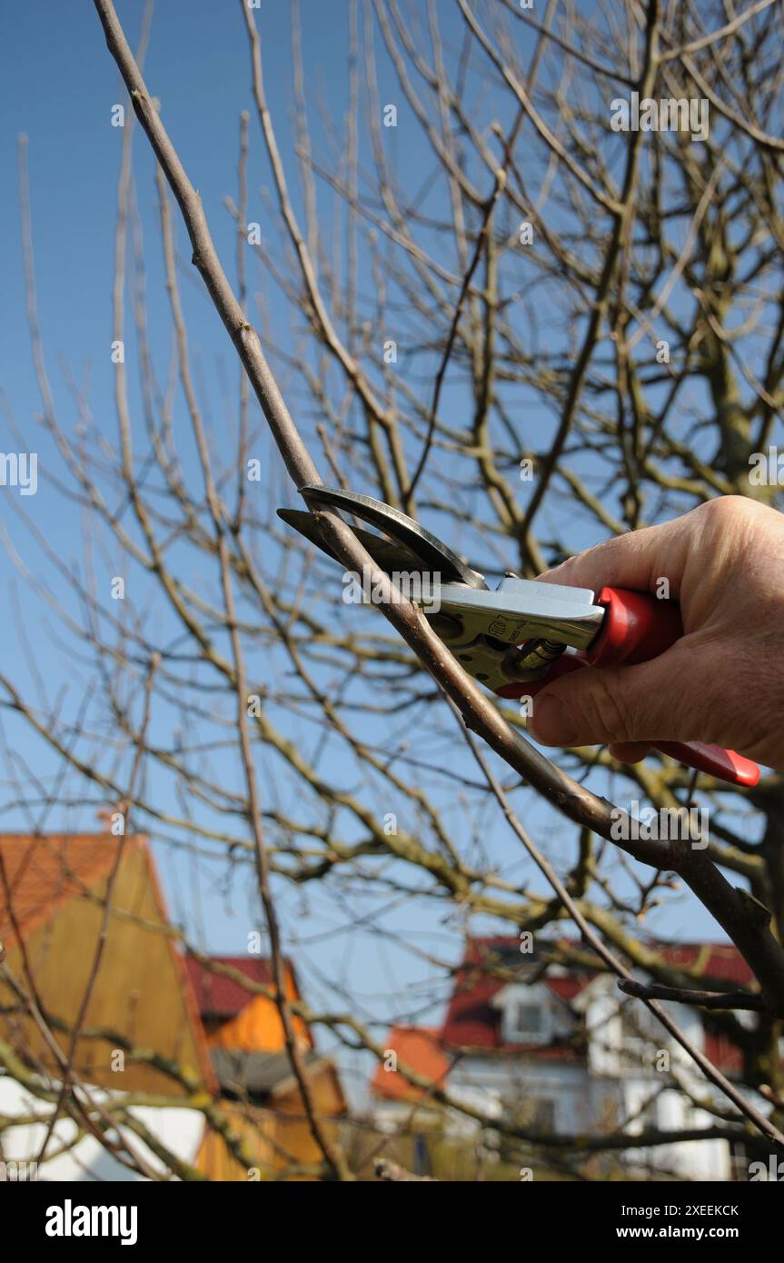 Malus domestica Brettacher, appletree, pruning Stock Photo - Alamy
