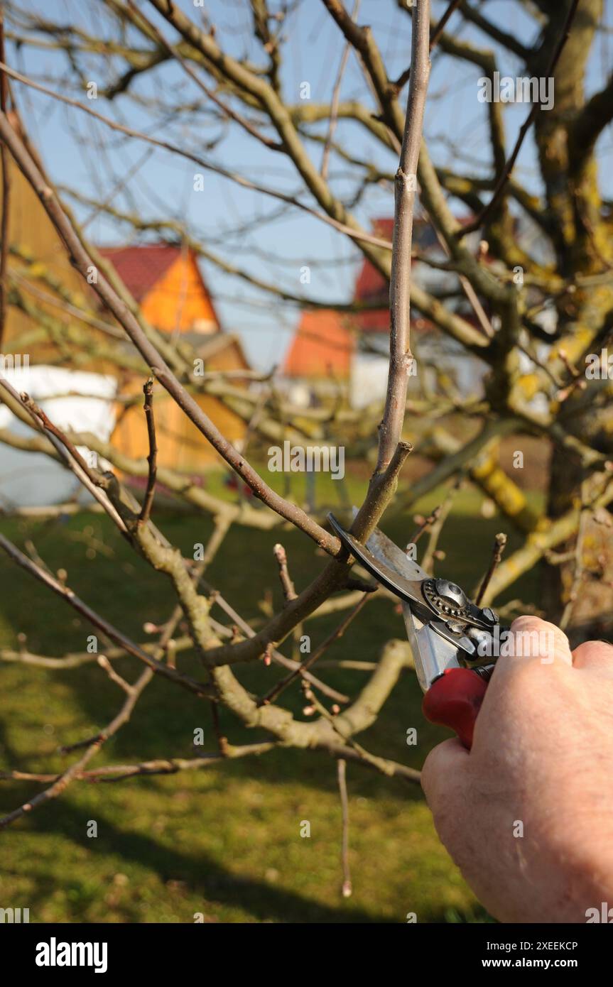 Malus domestica Brettacher, appletree, pruning Stock Photo