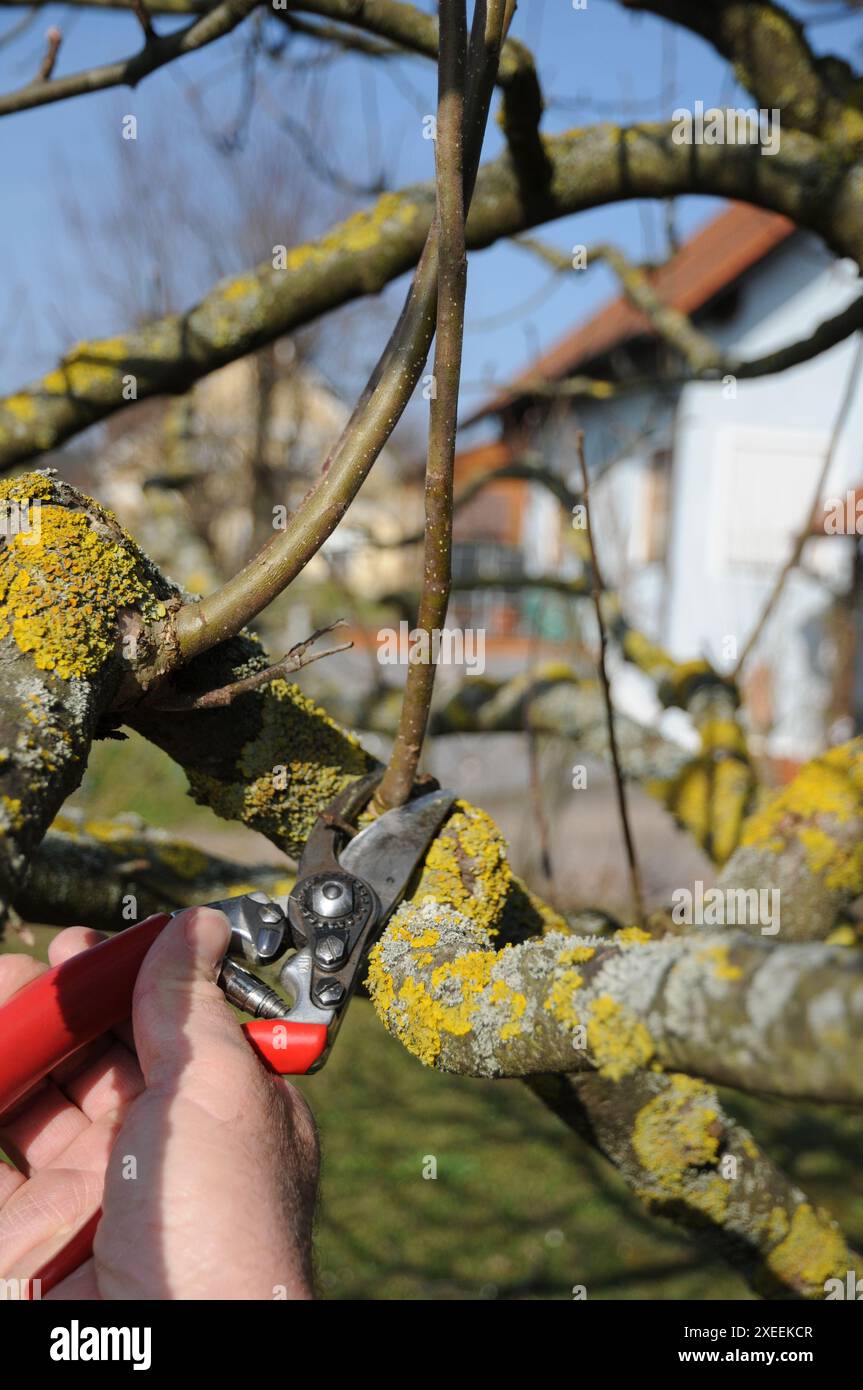 Malus domestica Brettacher, Apple, pruning Stock Photo