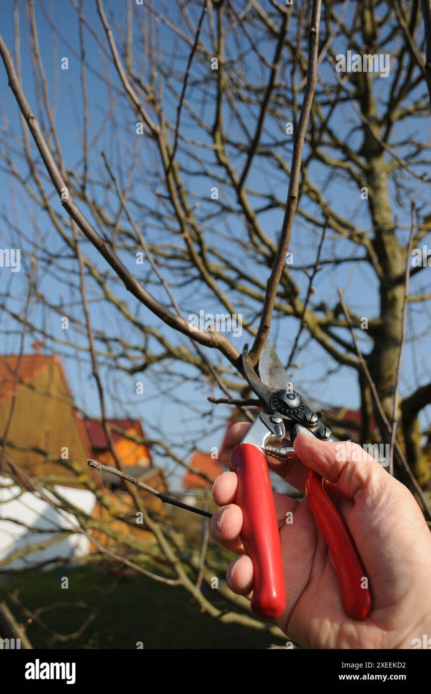 Malus domestica Brettacher, appletree, pruning Stock Photo