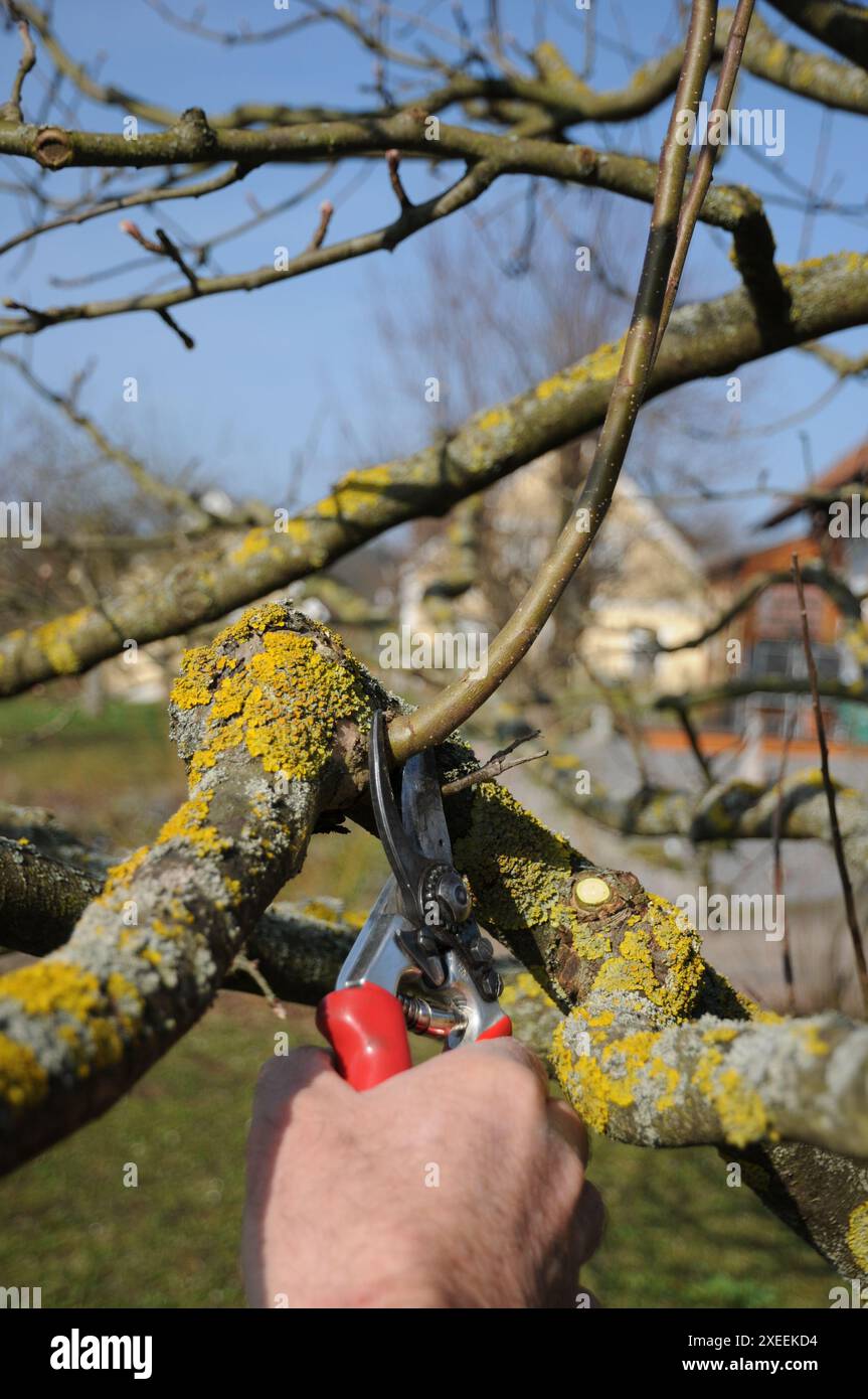 Malus domestica Brettacher, appletree, pruning Stock Photo