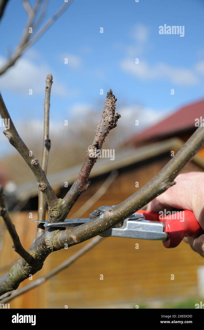 Juglans regia, walnut, young tree, pruning Stock Photo