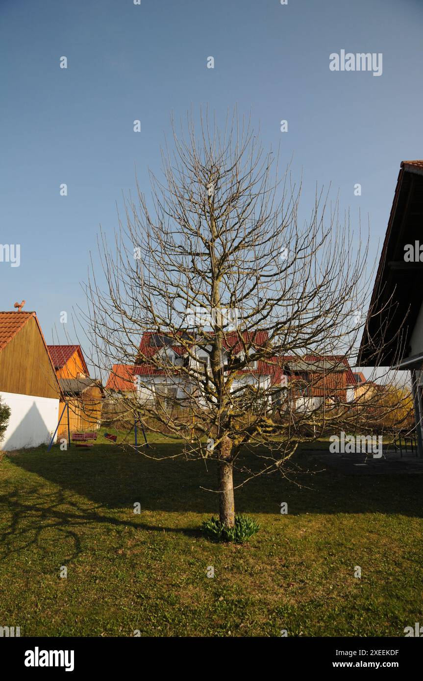 Malus domestica Brettacher, appletree, Schnitt, pruning Stock Photo - Alamy