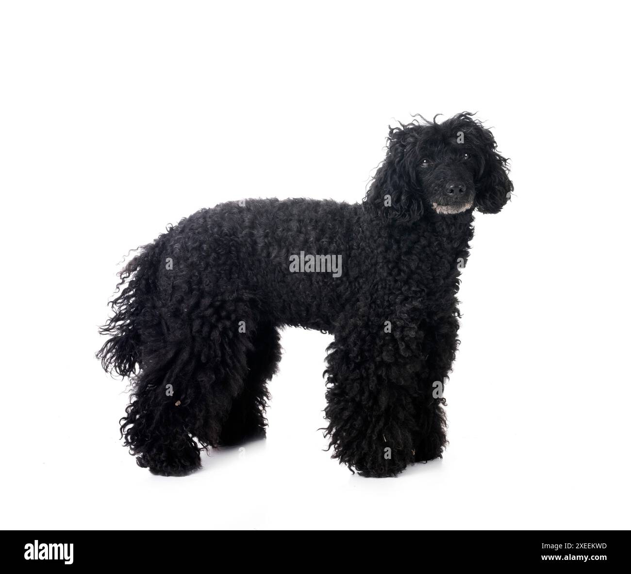 black poodle in front of white background Stock Photo - Alamy