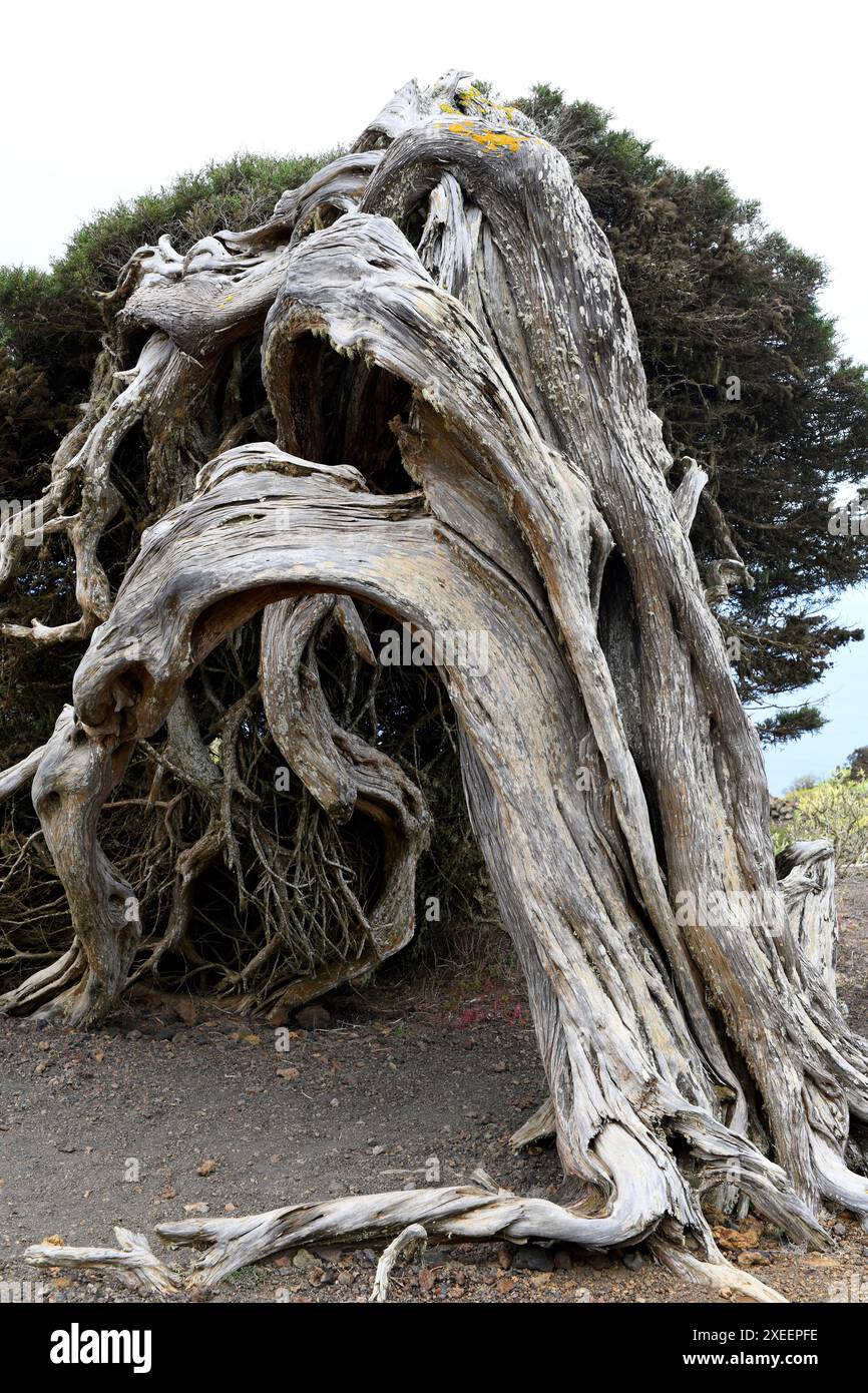 Sabina de Canarias (Juniperus turbinata canariensis) is an evergreen