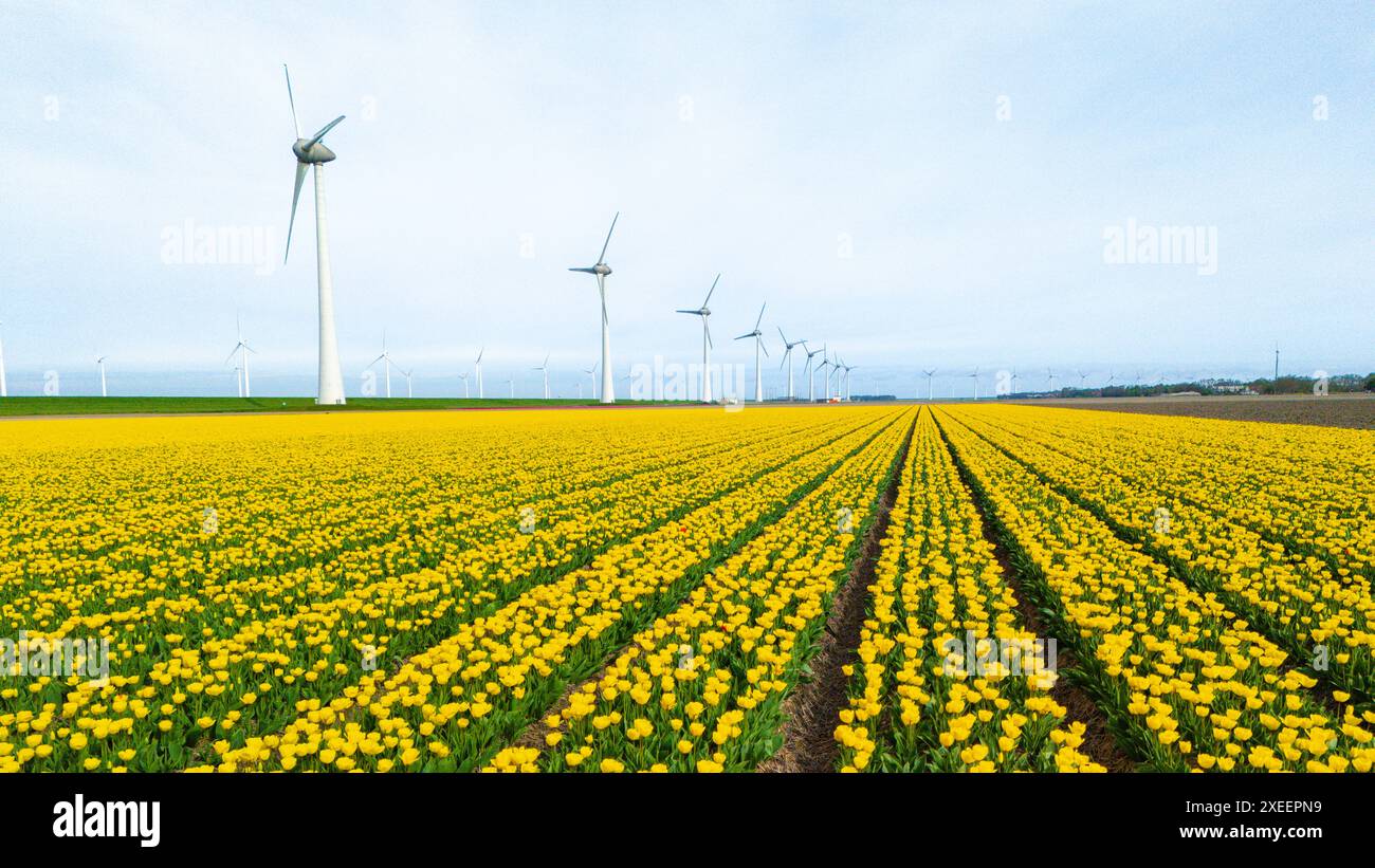 Windmill park with tulip flowers in Spring, windmill turbines ...