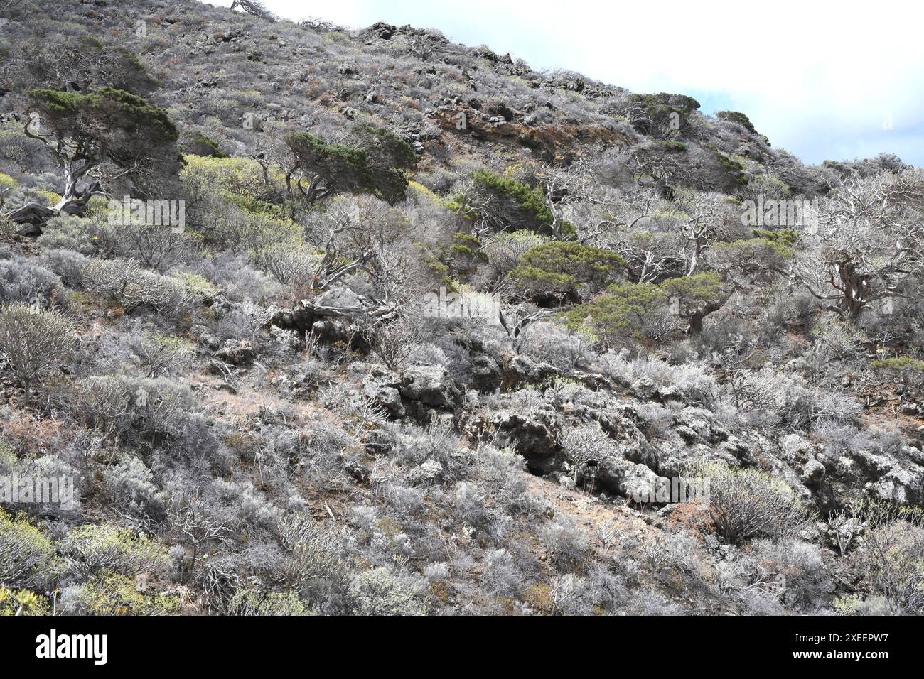 Sabina de Canarias (Juniperus turbinata canariensis) is an evergreen