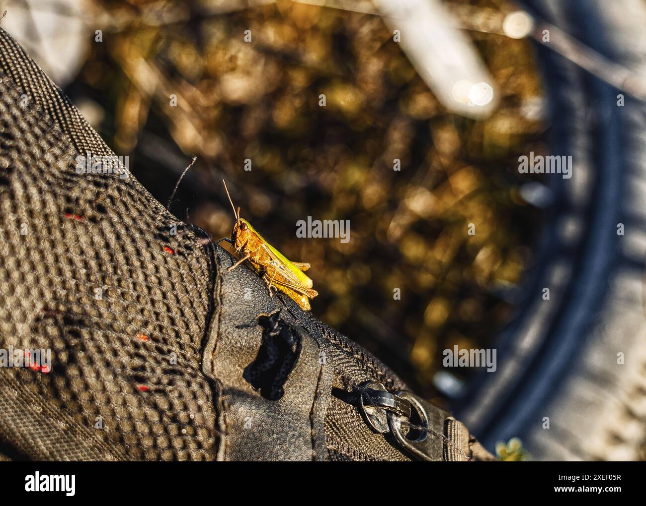 Jumping grasshopper insect sits on backpack in nature Stock Photo - Alamy