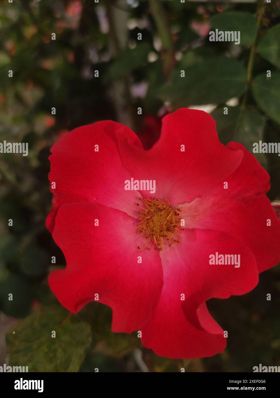 Vertical Red Roses A single red rose blooms in a lush garden. Vertical mobile photo ...