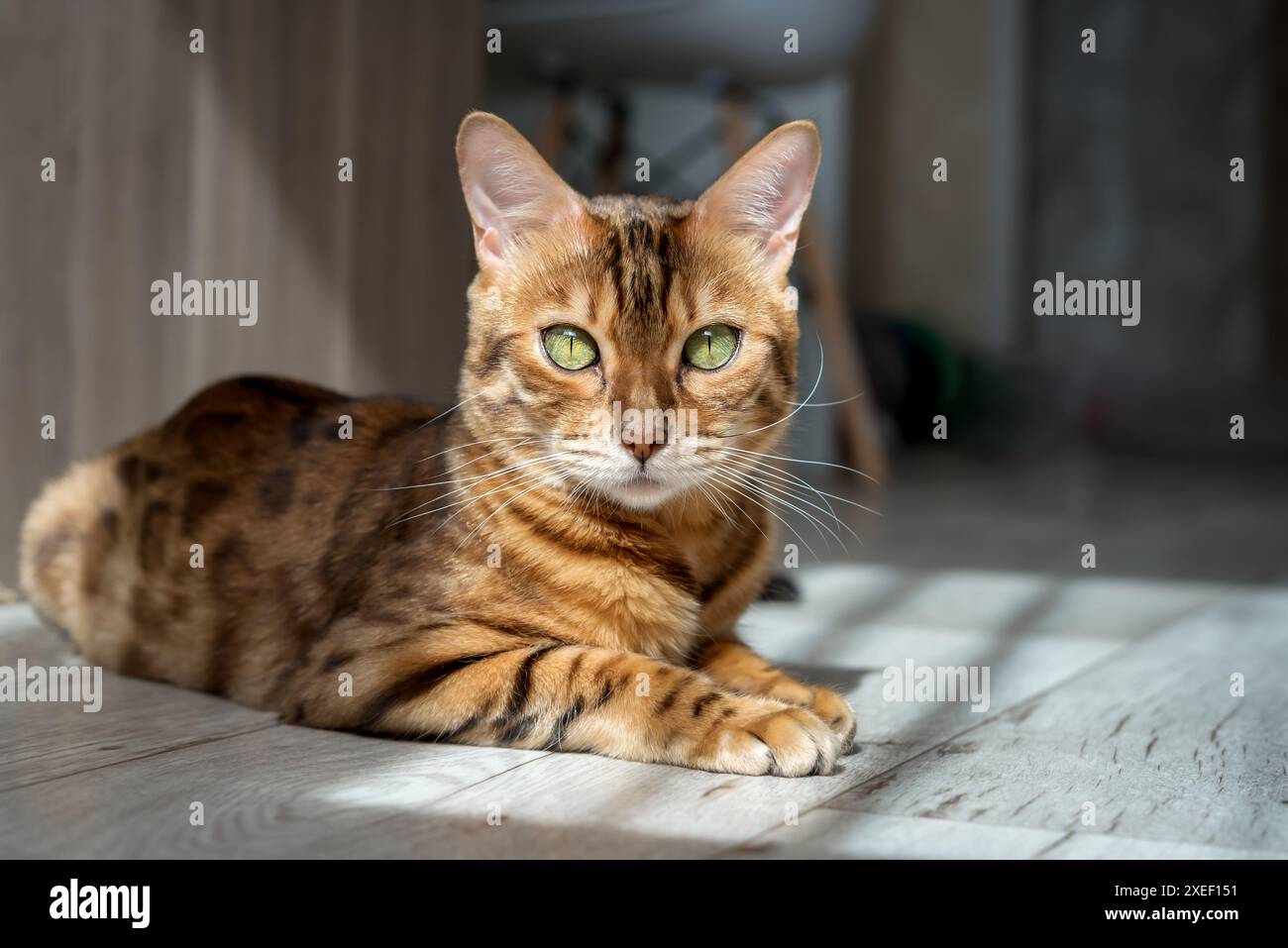 Bengal cat resting on the floor in the living room. Stock Photo