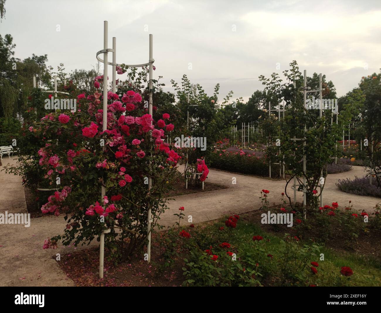 A rose garden with vibrant pink roses blooming on trellises Stock Photo ...