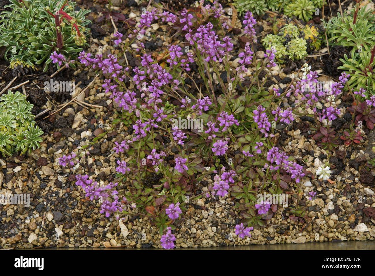 Polygala amara Stock Photo