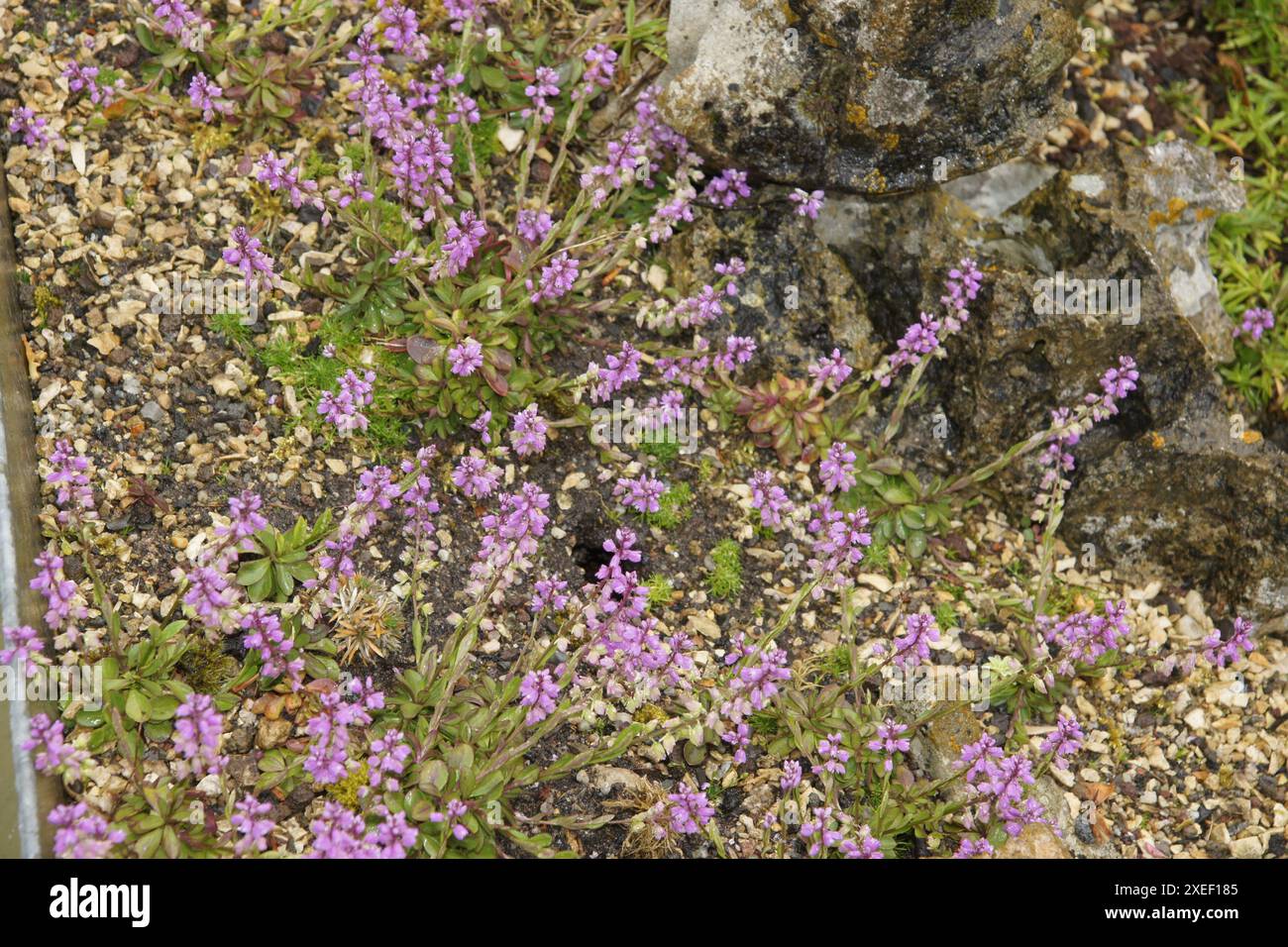 Polygala amara Stock Photo
