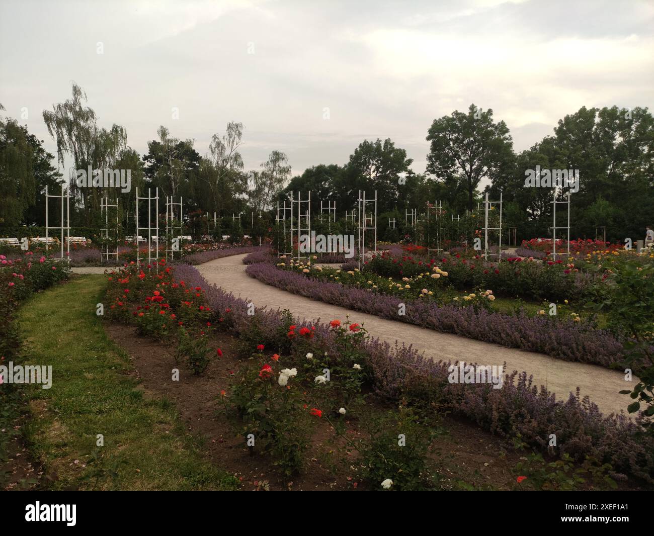 A winding gravel path in rose garden Stock Photo - Alamy