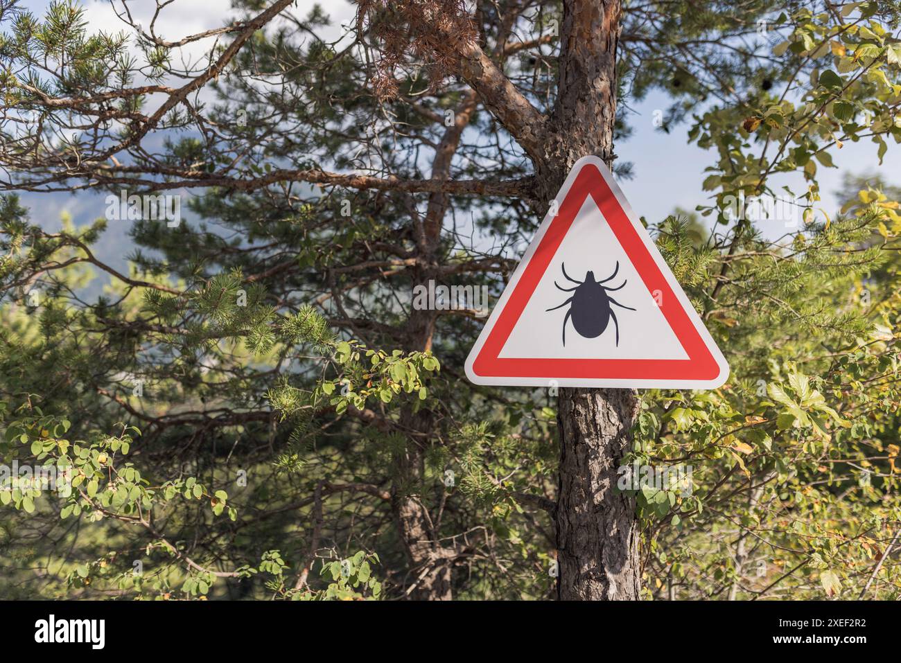 Tick parasite warning sign on the tree at a forest enter, in the ...