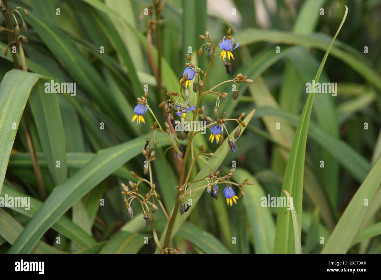 Dianella tasmanica, flax-lily Stock Photo - Alamy