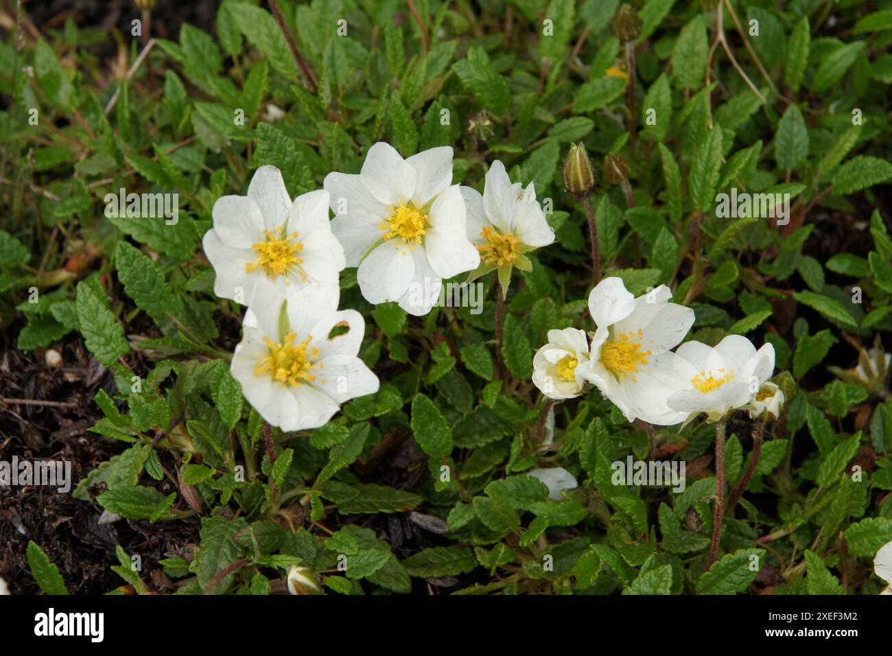 olivenbaum wo kaufen Olivenbaum / Olea europaea online kaufen main image 1