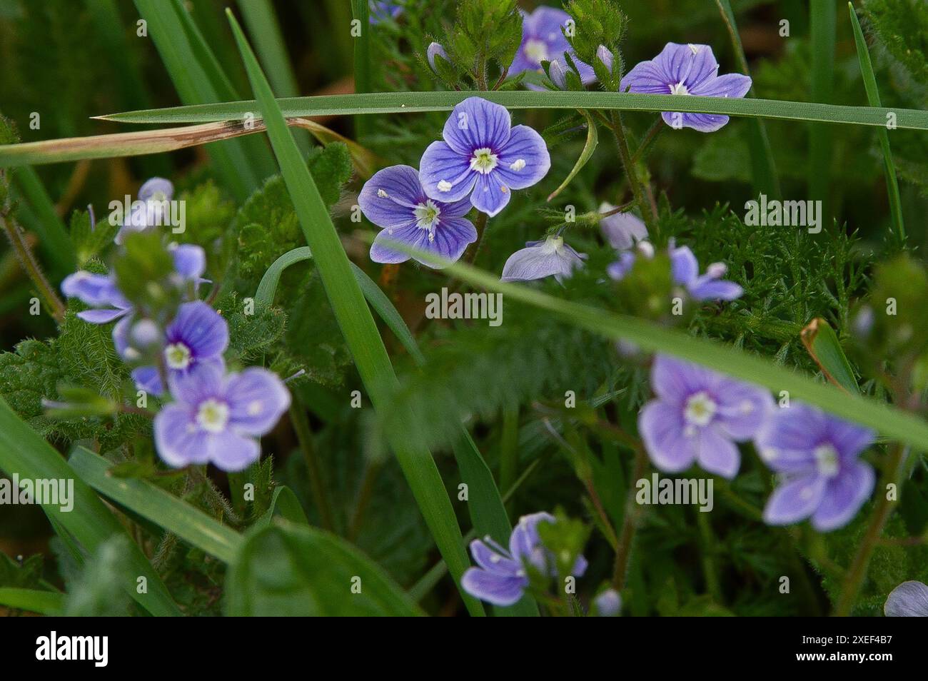 Common speedwell, Veronica officinalis, Auvergne region, Centrale ...