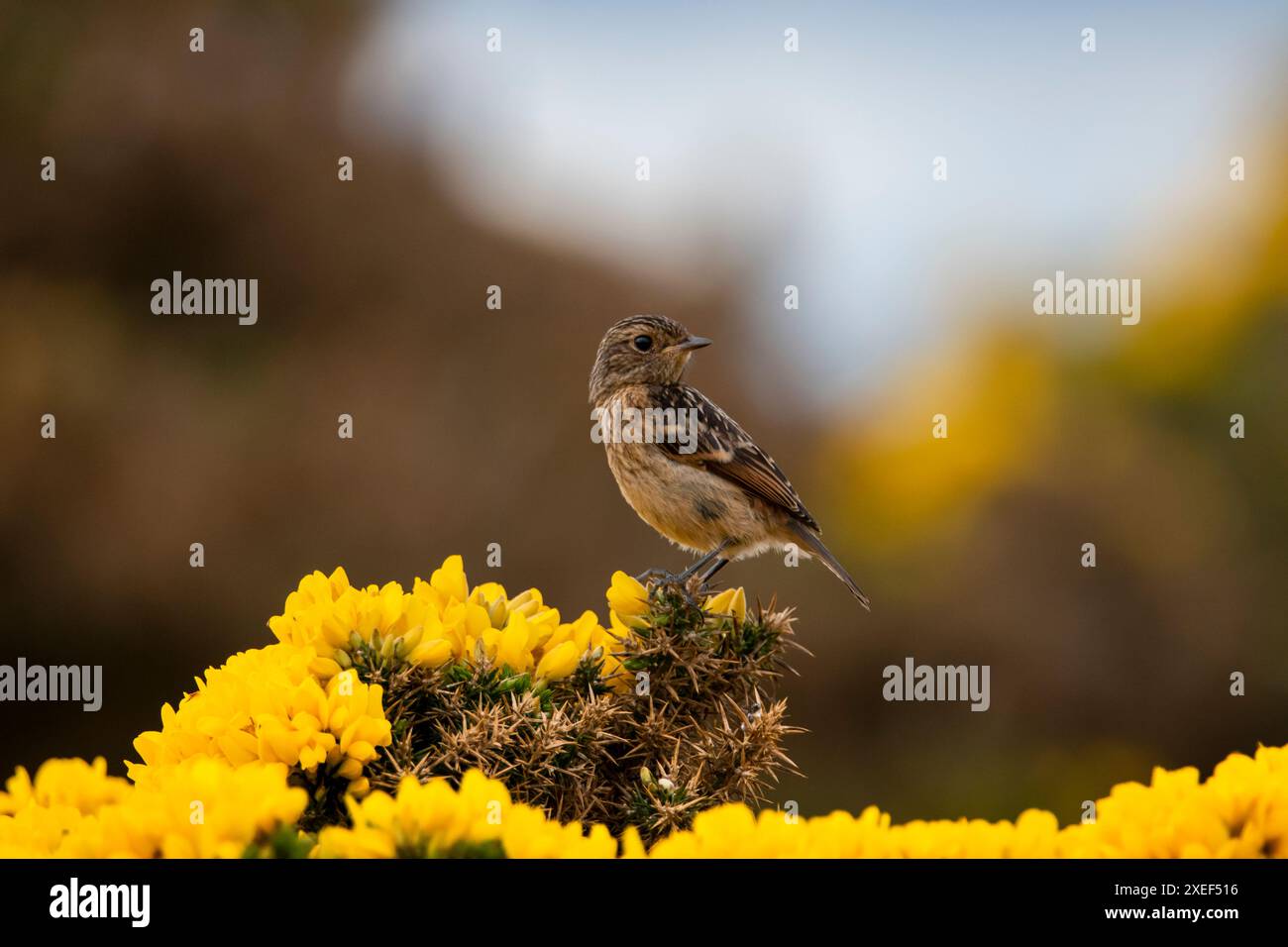 A Juvenile European Stonechat (Passerine) perched on a Gorse bush near RSPB Troup Head. Stock Photo