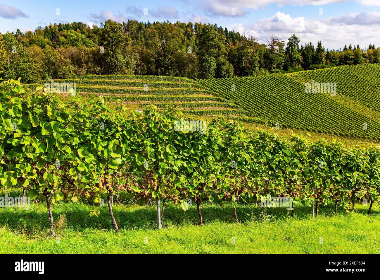 What is it even hi-res stock photography and images - Alamy