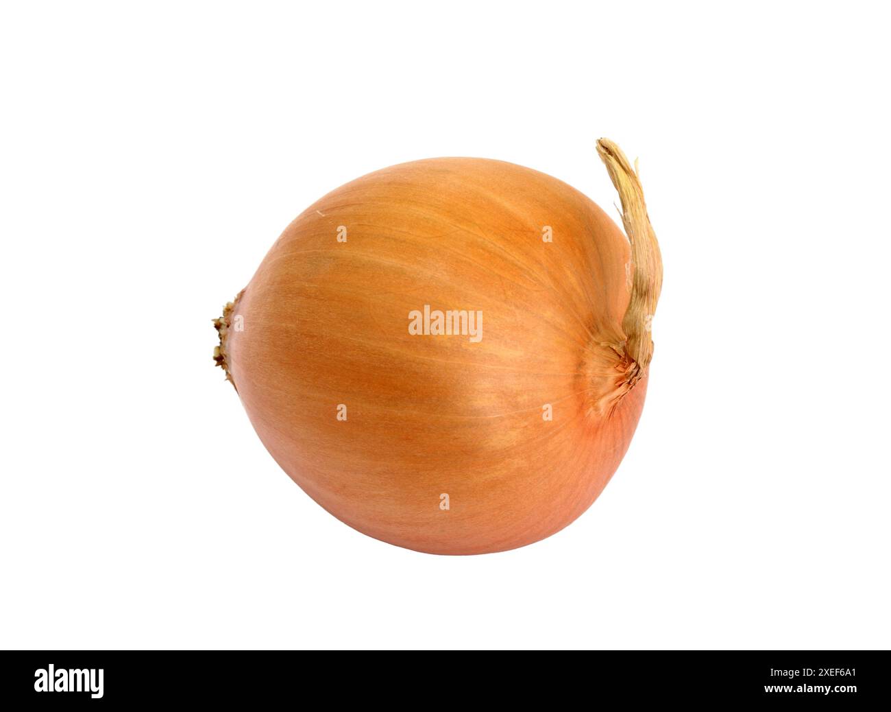 A yellow onion isolated on a white background Stock Photo