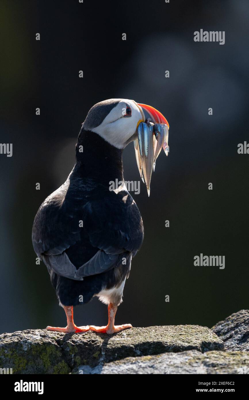 Backlit puffin standing on rock with beakful of sand eels - Isle of May, Fife, Scotland, UK Stock Photo