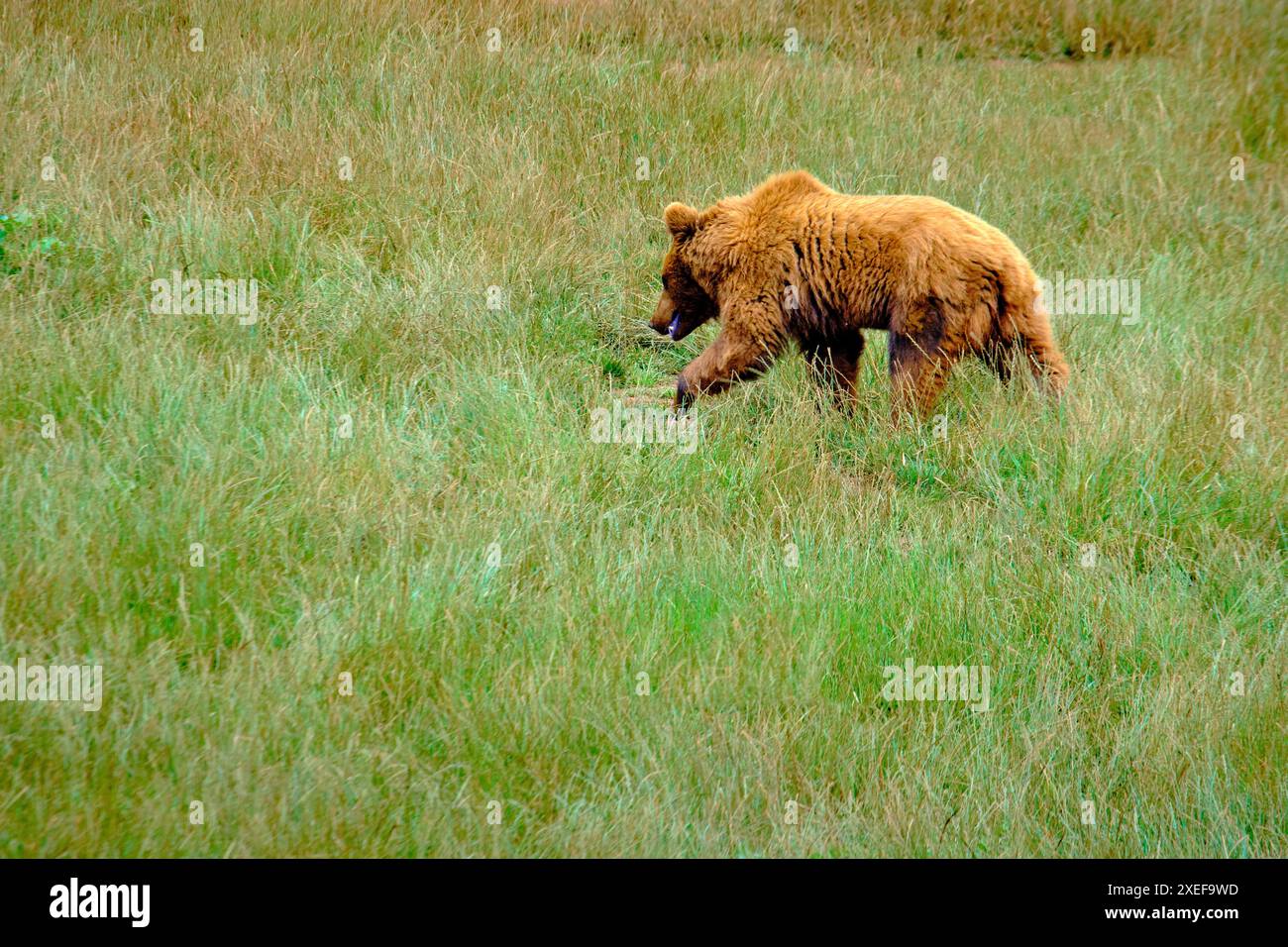 A brown bear (Ursus arctos) is walking through a field of grass. The bear is looking for food. The field is green and lush. Cabarceno Nature Park. Can Stock Photo