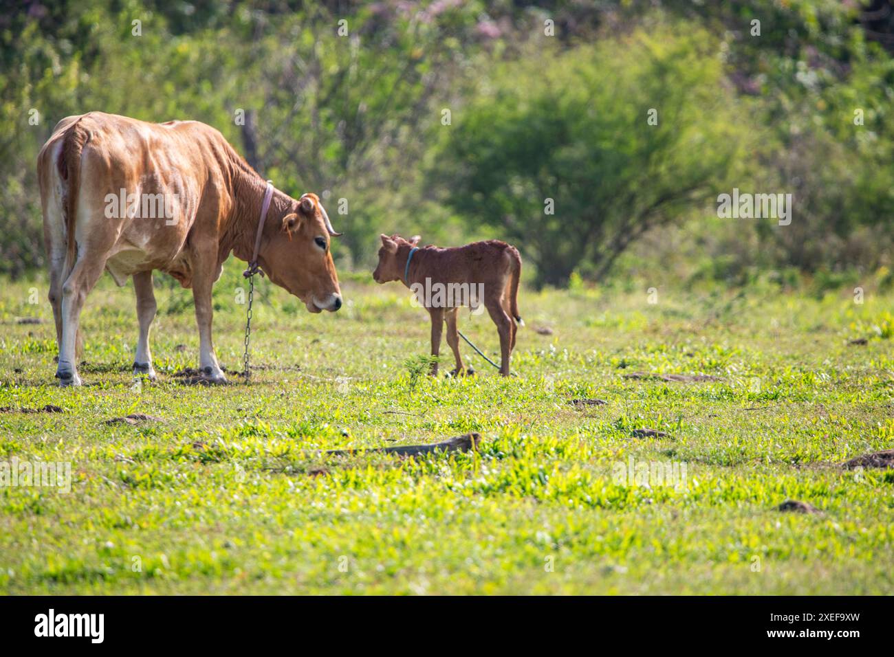 Cow in a pasture in the sun, at Pointe AllÃ¨gre in Guadeloupe Stock Photo