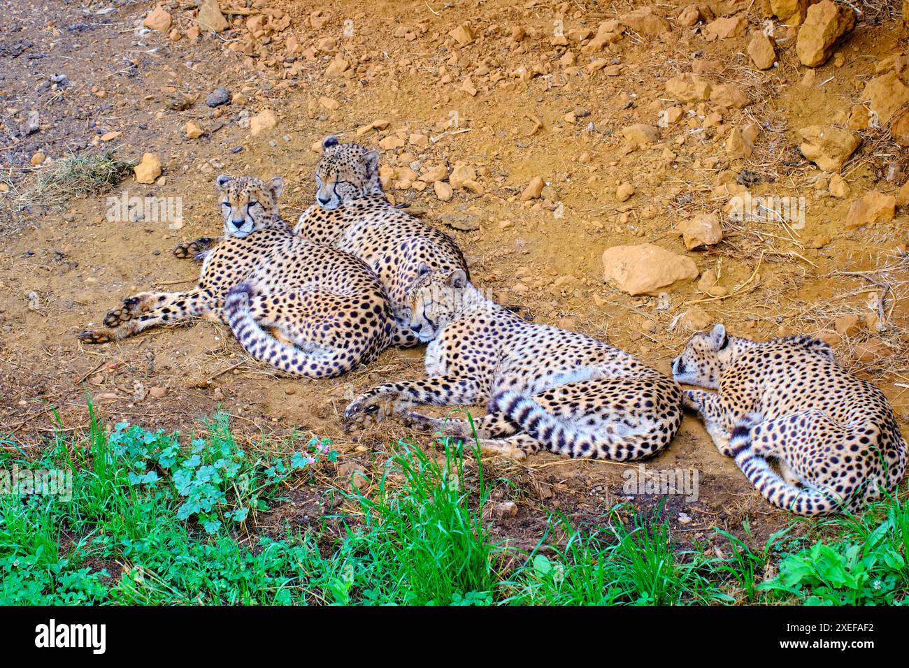 Four cheetahs are laying down in the grass Stock Photo - Alamy