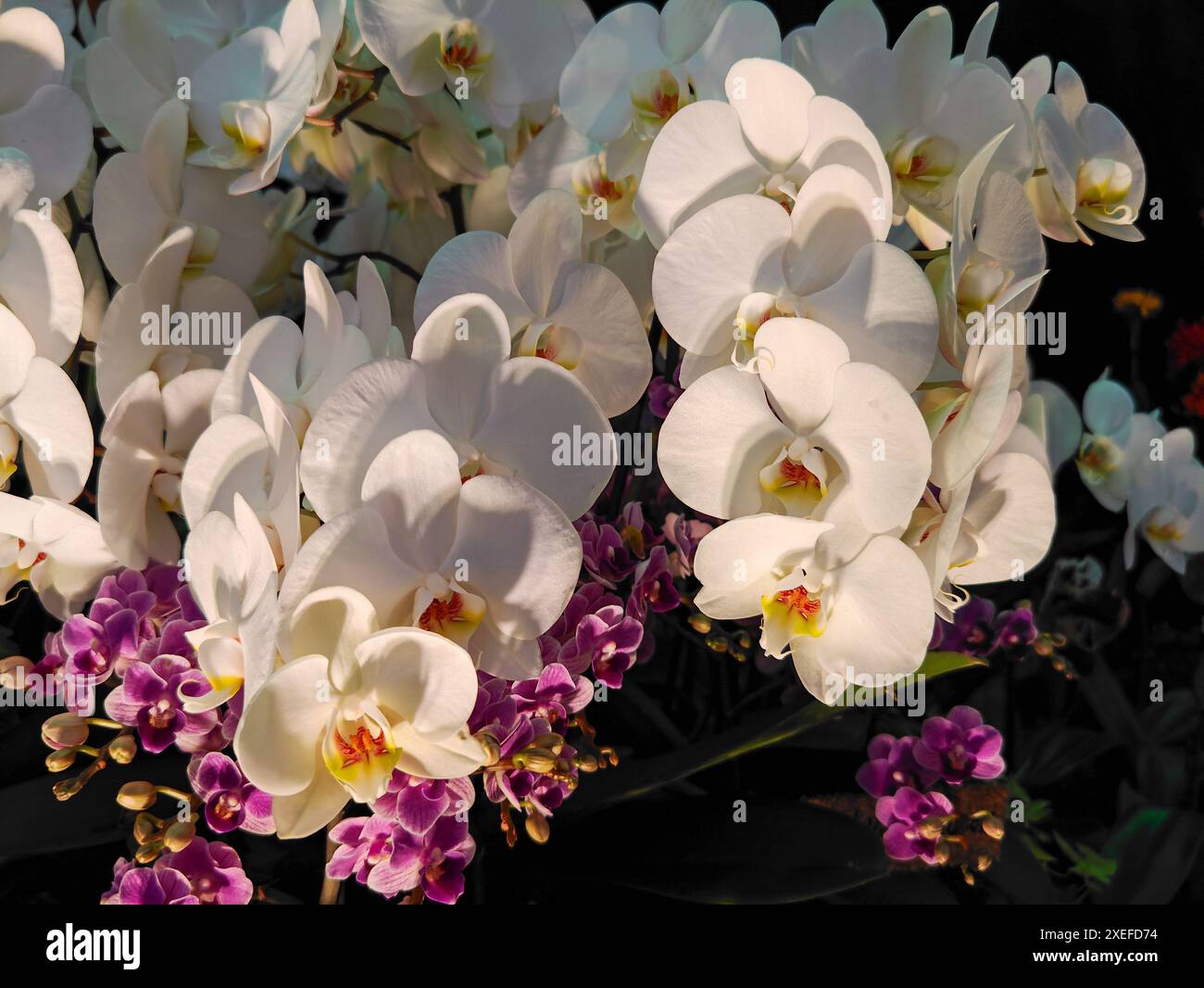 Three elegant orchids hi-res stock photography and images - Alamy