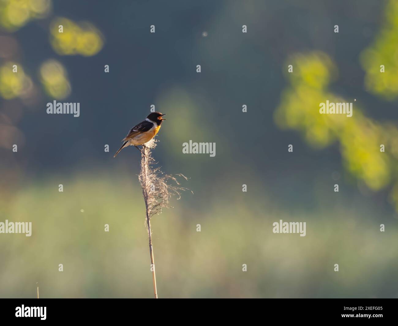 Amidst tall grass hi-res stock photography and images - Alamy