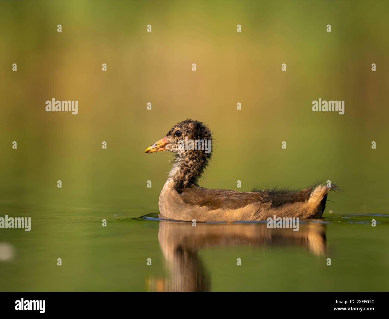 Young common moorhen floats on water, green background Stock Photo - Alamy