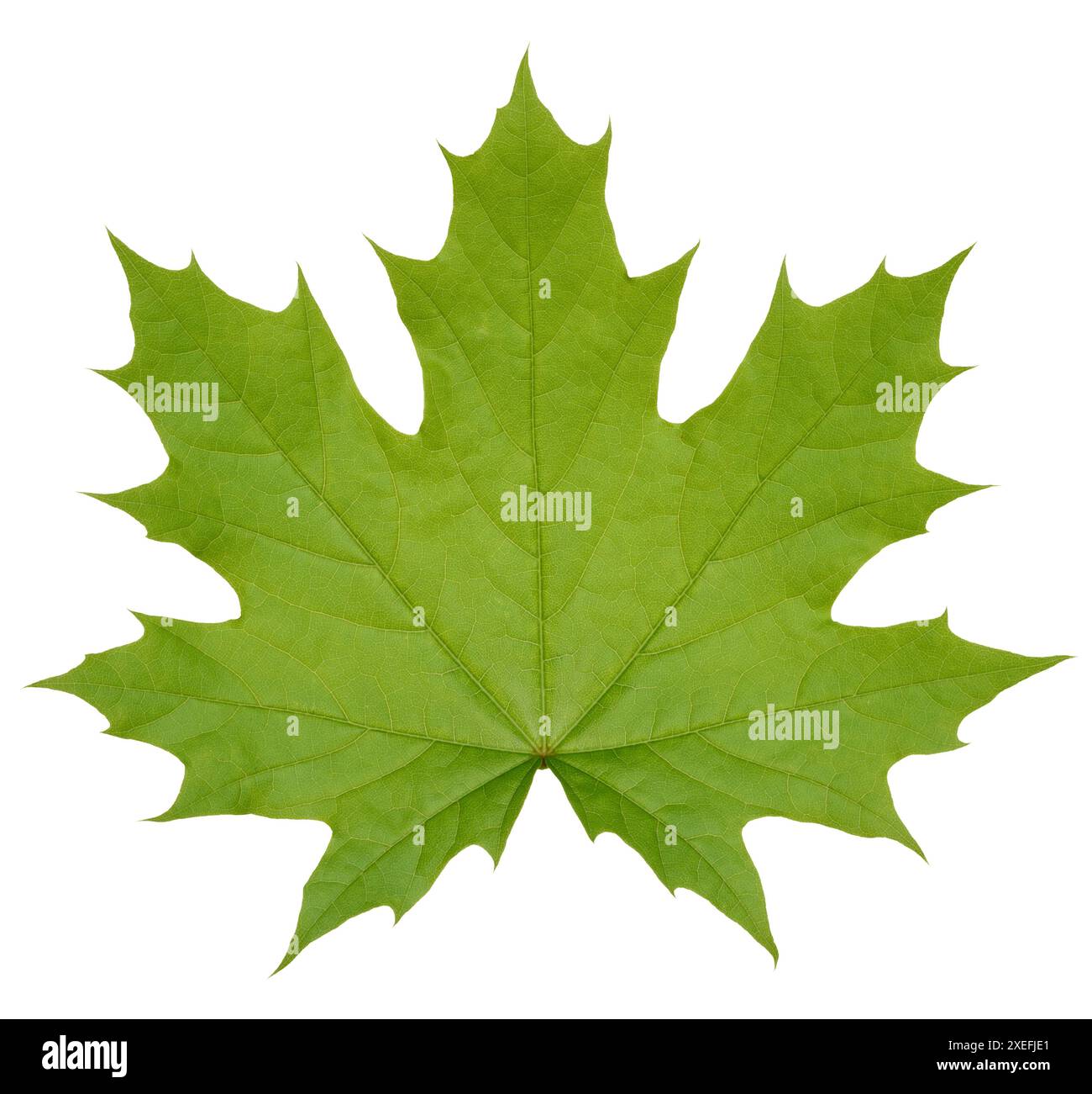 Green Norway maple on isolated background Stock Photo