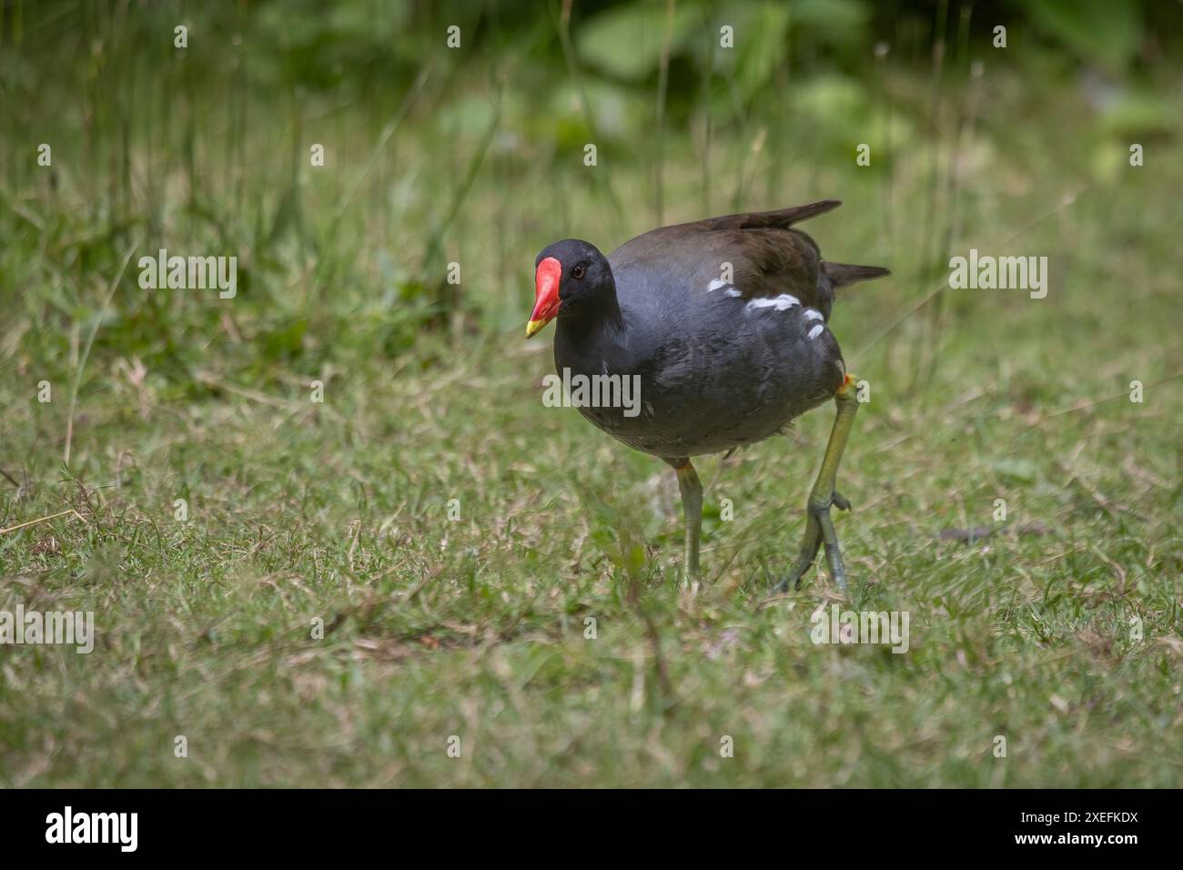 An adult moorhen, Gallinula chloropus, walks over the brass embankment. It shows its large feet and there is space for text Stock Photo